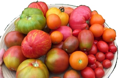 Tomatenvielfalt in der EssBar