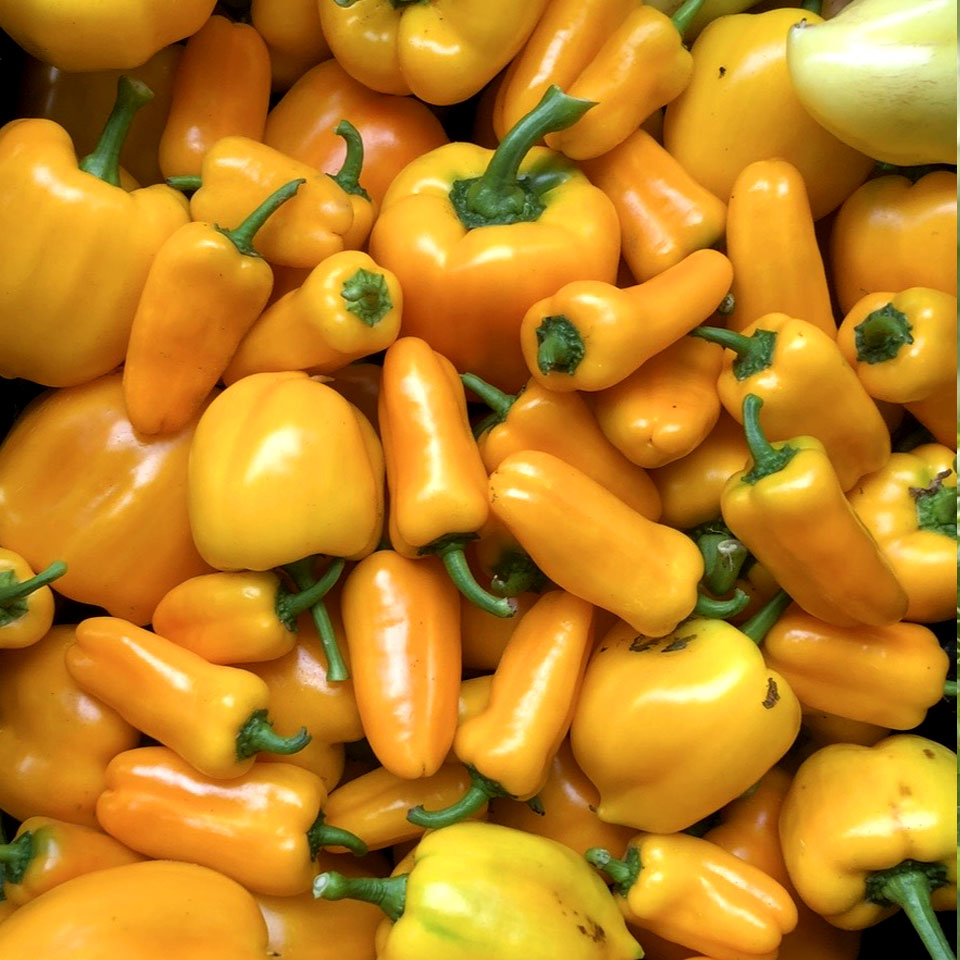 Gelbe Paprika | Stadtgarten Rothenburgsort