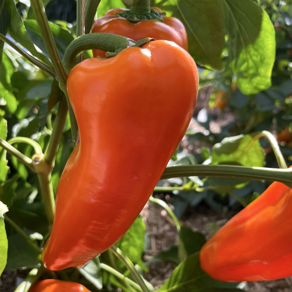 Rote Spitzpaprika | Stadtgarten Rothenburgsort